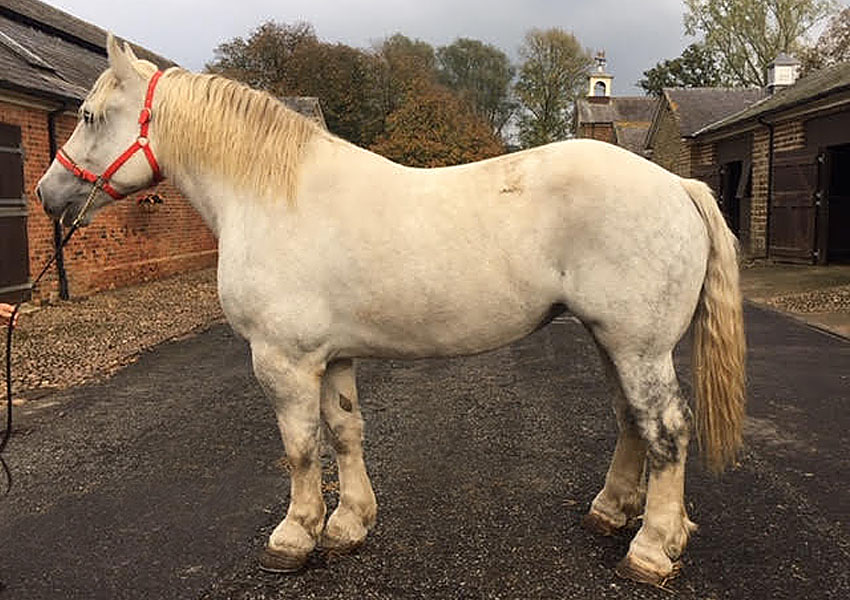 BBA Shipping & Transport Ltd heavy horse image